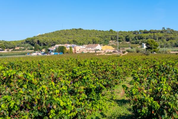 #14095 - Little Vine | Holiday Rentals | Hello Homes Sitges