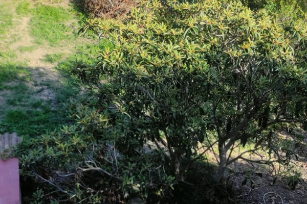 #Casas & Villas - 3 Habitaciones 1 Baños 90 m2 | Can Lloses, Sant Pere de Ribes 